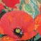 BFC0496 Window - Poppy Fields