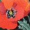 BFC0496 Window - Poppy Fields