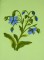 BFC0498 Seed Packet Herb Pack
