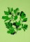 BFC0498 Seed Packet Herb Pack
