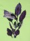 BFC0498 Seed Packet Herb Pack