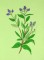 BFC0498 Seed Packet Herb Pack