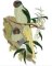 RMG503 Slaty-Headed Parakeet