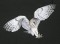 BFC0504 Owls