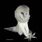 BFC0504 Owls