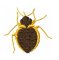 RMG504 Bed Bug