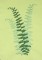 BFC0505 Ferns and Flowers
