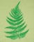 BFC0505 Ferns and Flowers