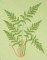 BFC0505 Ferns and Flowers