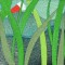 BFC0508 Window - Koi Pond