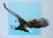 BFC0509 Eagles in Flight