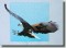 BFC0509 Eagles in Flight-01