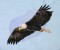 BFC0509 Eagles in Flight