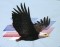 BFC0509 Eagles in Flight