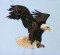 BFC0509 Eagles in Flight