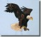 BFC0509 Eagles in Flight-04