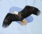 BFC0509 Eagles in Flight