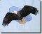 BFC0509 Eagles in Flight-05
