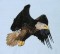 BFC0509 Eagles in Flight