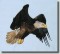 BFC0509 Eagles in Flight-06