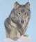 BFC0514 Wolf-01