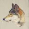 BFC0514 Wolf-05