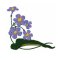RMG514 Cape Primrose