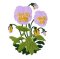 RMG516a Pansy