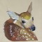 BFC0517 Deer