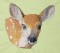 BFC0517 Deer