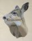 BFC0517 Deer