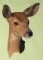 BFC0517 Deer