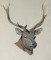 BFC0517 Deer