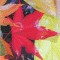 BFC0520 Window - Autumn Fantasy
