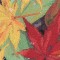 BFC0520 Window - Autumn Fantasy