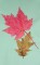BFC0522 Falling Leaves