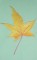 BFC0522 Falling Leaves
