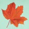 BFC0522 Falling Leaves