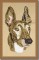 BFC0526 Greyhounds