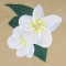 BFC0527 Plumeria