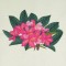 BFC0527 Plumeria