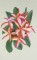 BFC0527 Plumeria