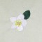 BFC0527 Plumeria