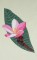 BFC0527 Plumeria