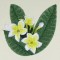 BFC0527 Plumeria