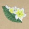BFC0527 Plumeria