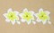 BFC0527 Plumeria