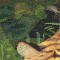BFC0528 Window-The Tiger