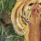 BFC0528 Window-The Tiger