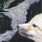 BFC0532 All Babies of the Wild